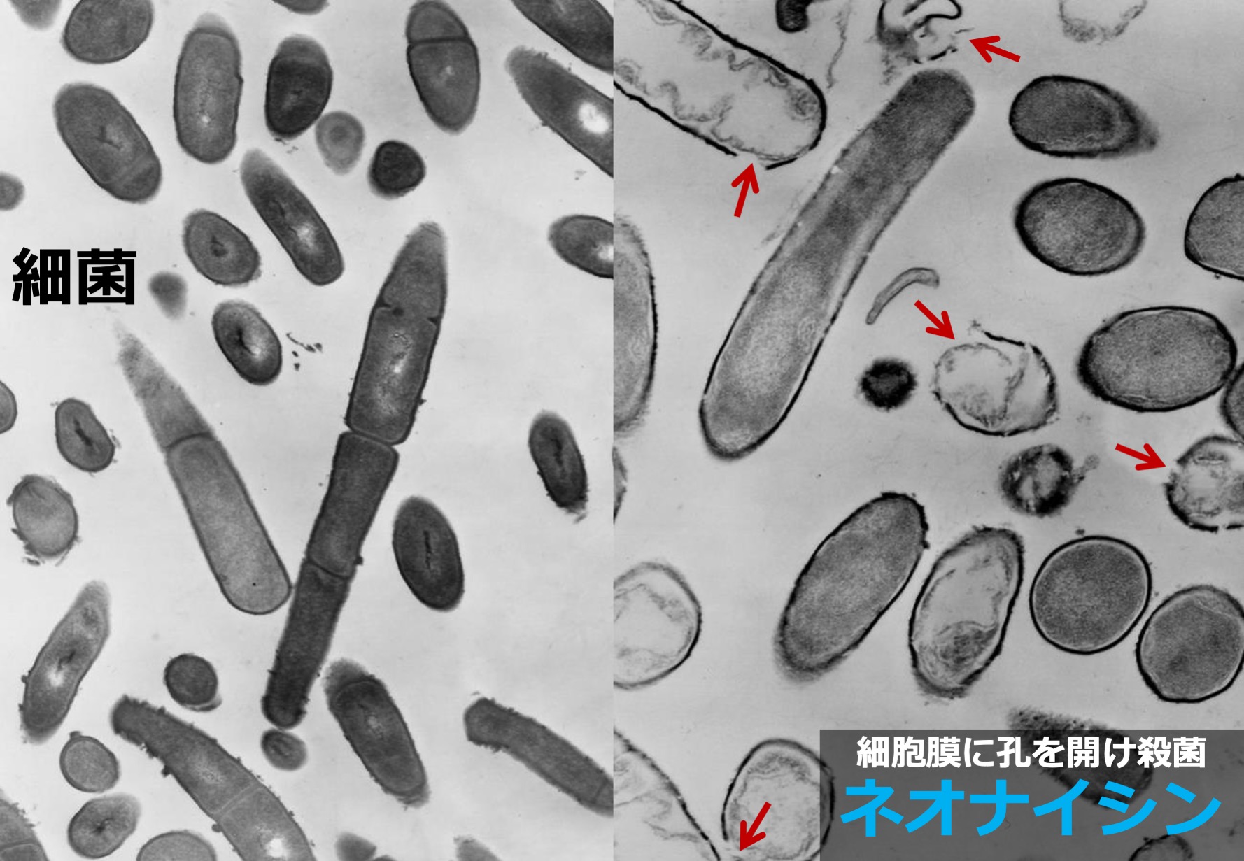 ネオナイシンとは